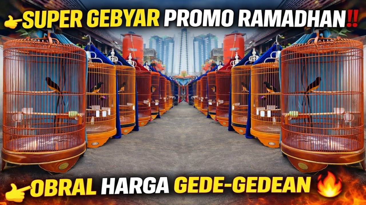 SUPER GEBYAR PROMO RAMADHAN‼️ HAMPIR RATUSAN EKOR MURAI BATU DISKON GEDE - GEDEAN!
