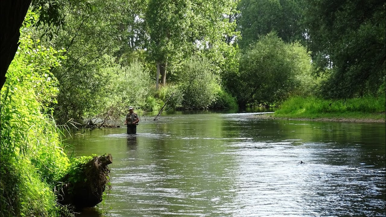 Vliegvissen in de Roer