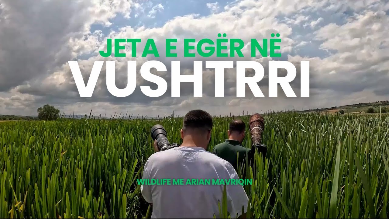 Jeta e egër në komunën e Vushtrrisë | Wildlife me Arian Mavriqin | KTV