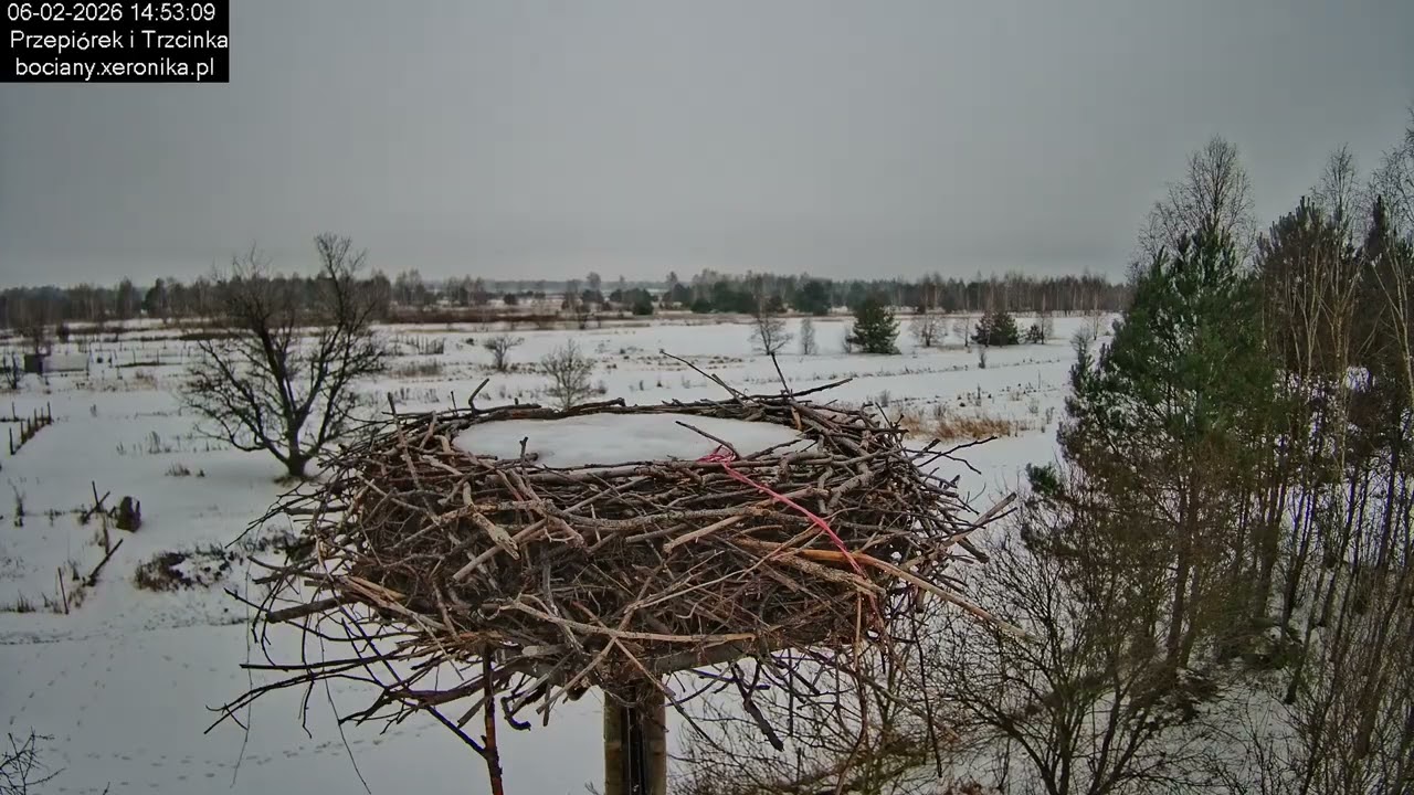 ⏳ Dzień w gnieździe bocianim w Trzcińcu - 06.02.2026