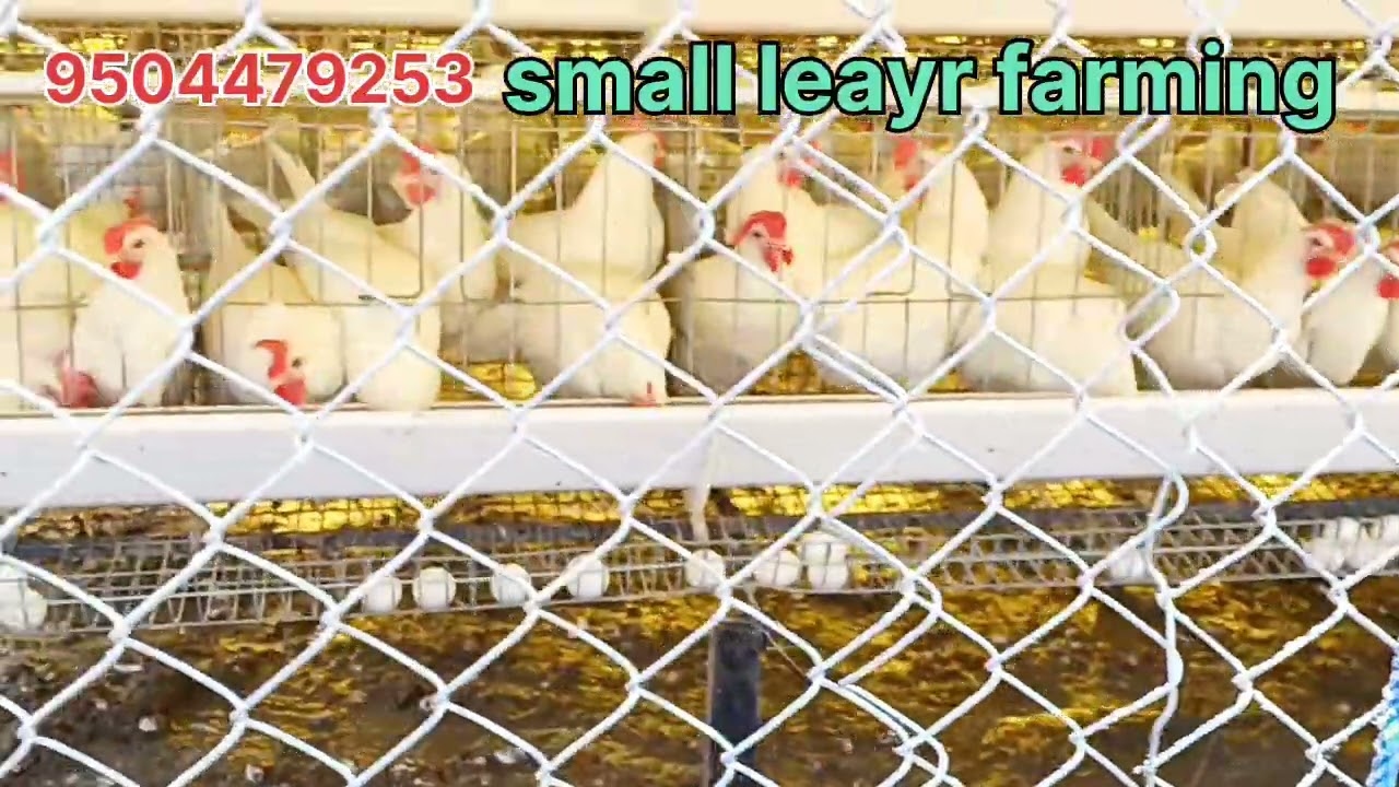 छोटा अंडा फार्म। बिहार के किसानो के लिए। #trending #1million #smallbusiness #farming #aftabalam 