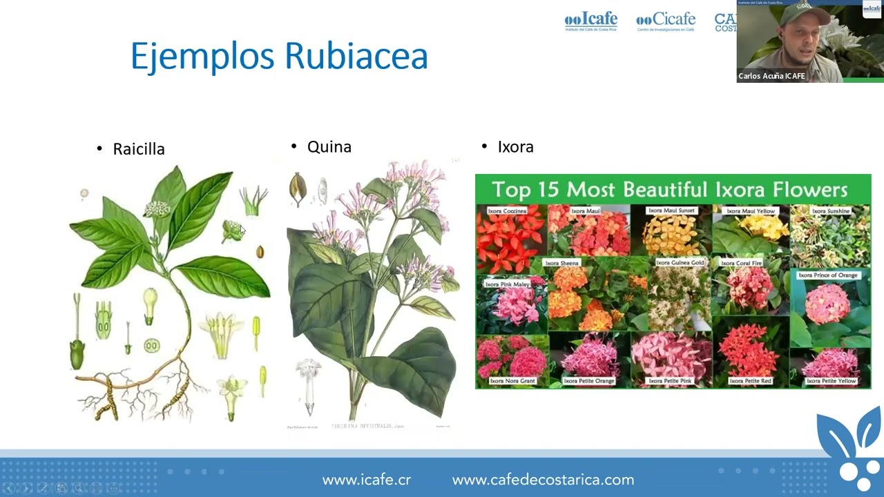 Webinar: Origen, genética y cultivares de café