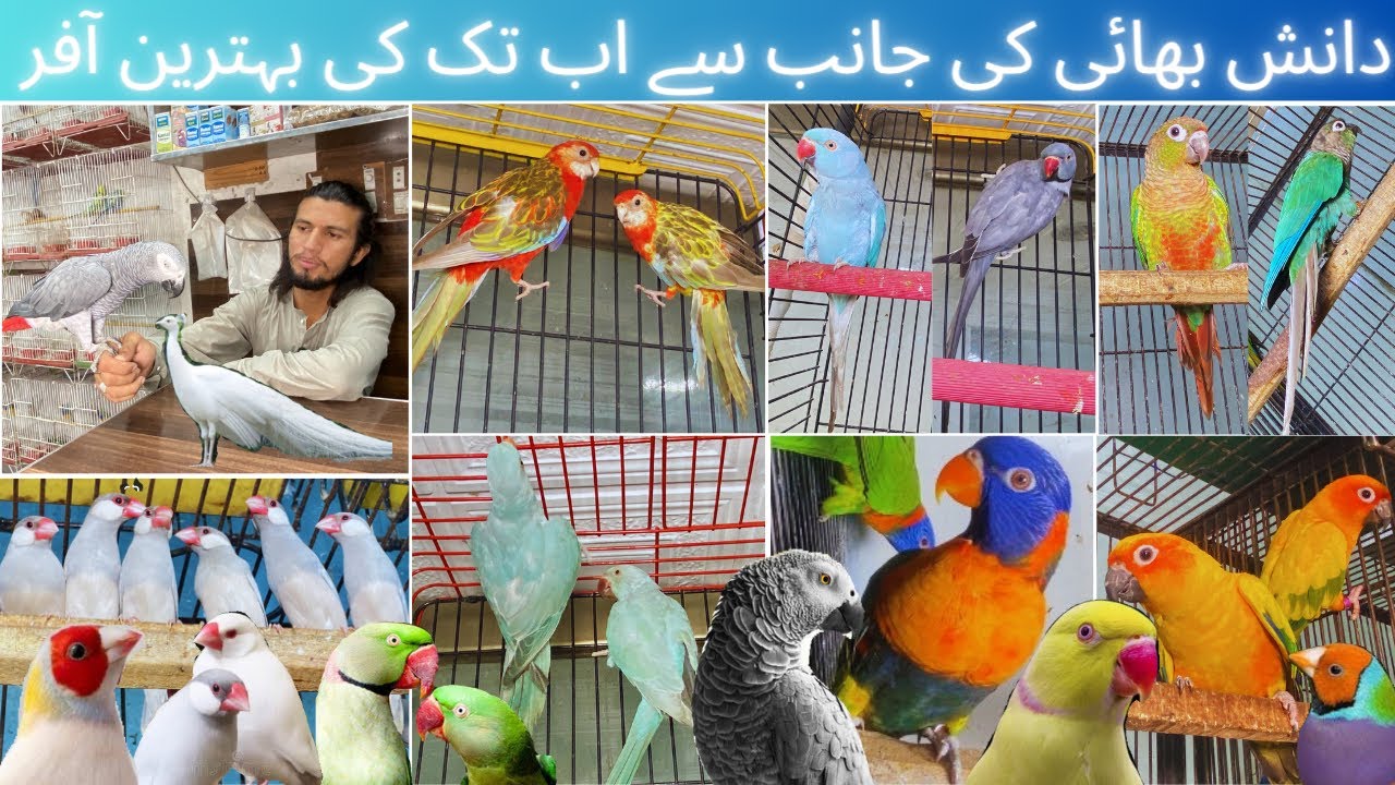Visited at Madni Birds Shop Rashadabad Multan all Fancy and  Imported Birds available here