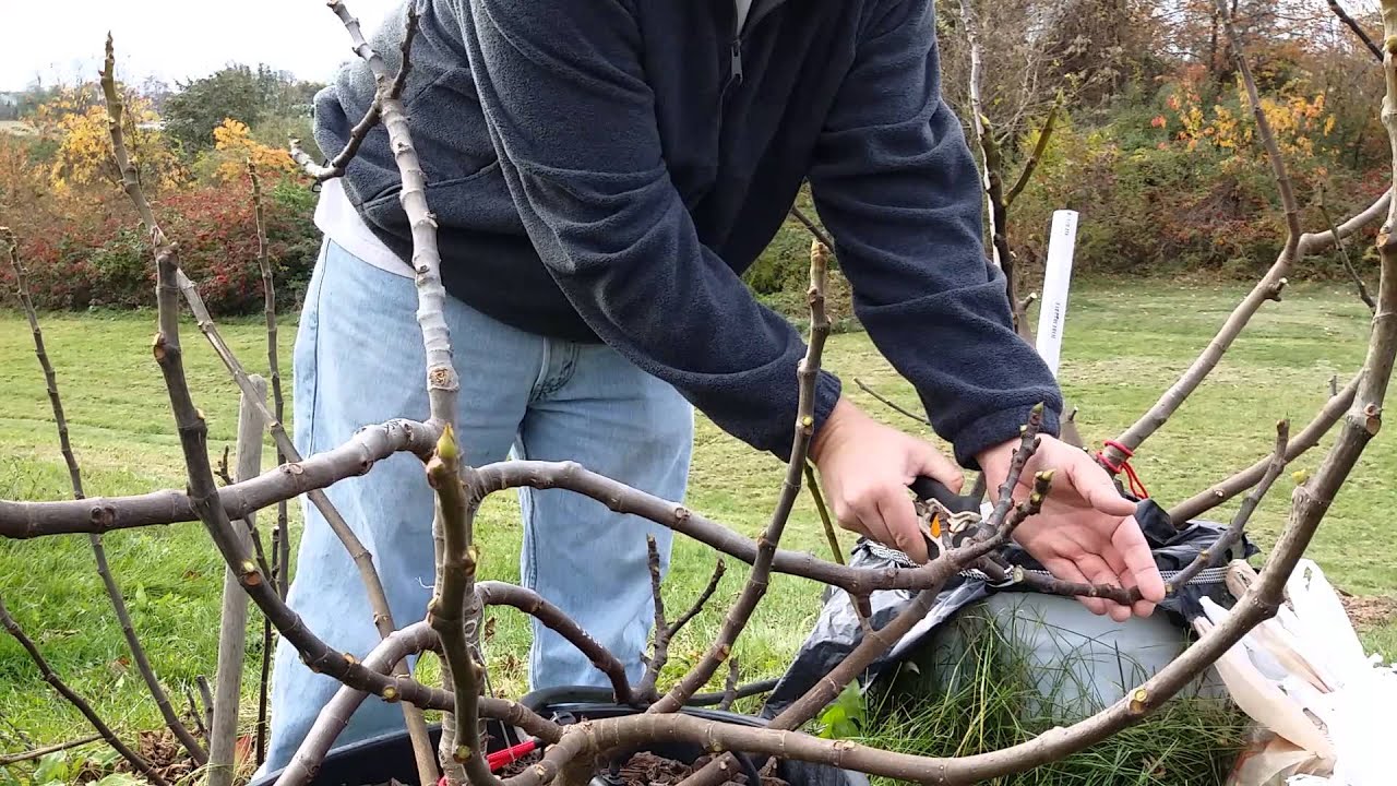Pruning fig trees for winter storage