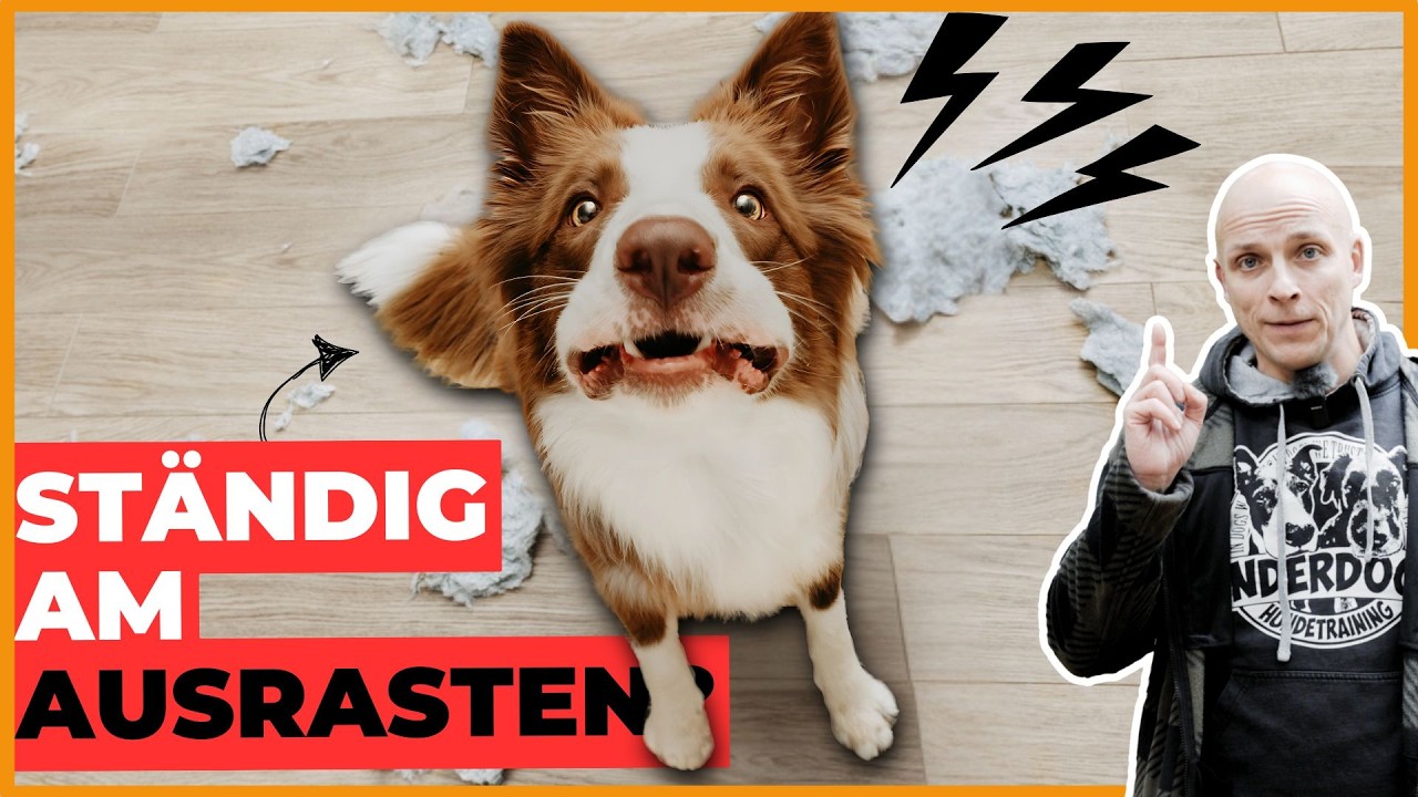 Frustrationstoleranz Hund 🤯 DARUM flippt dein Hund immer aus