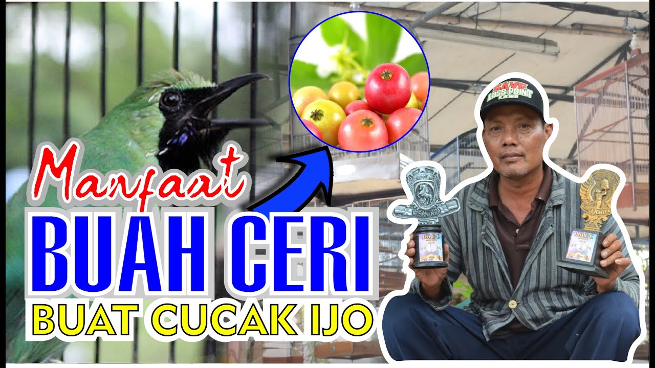 MANFAAT BUAH CERI UNTUK CUCAK IJO SETTINGAN CUCAK IJO PAKE BUAH CERI - BEDAH SETTINGAN By HoBi ID