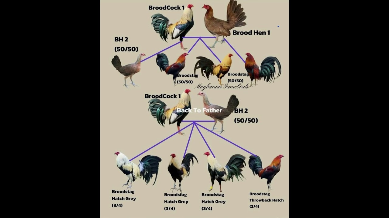 Breeding chart breakdown #gallos #gallero #gamefowl #gallosfinos