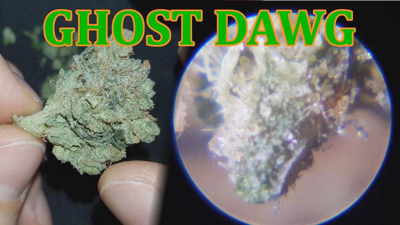 GHOST DAWG - Close ups + 420 Scope up to 100x Zoom