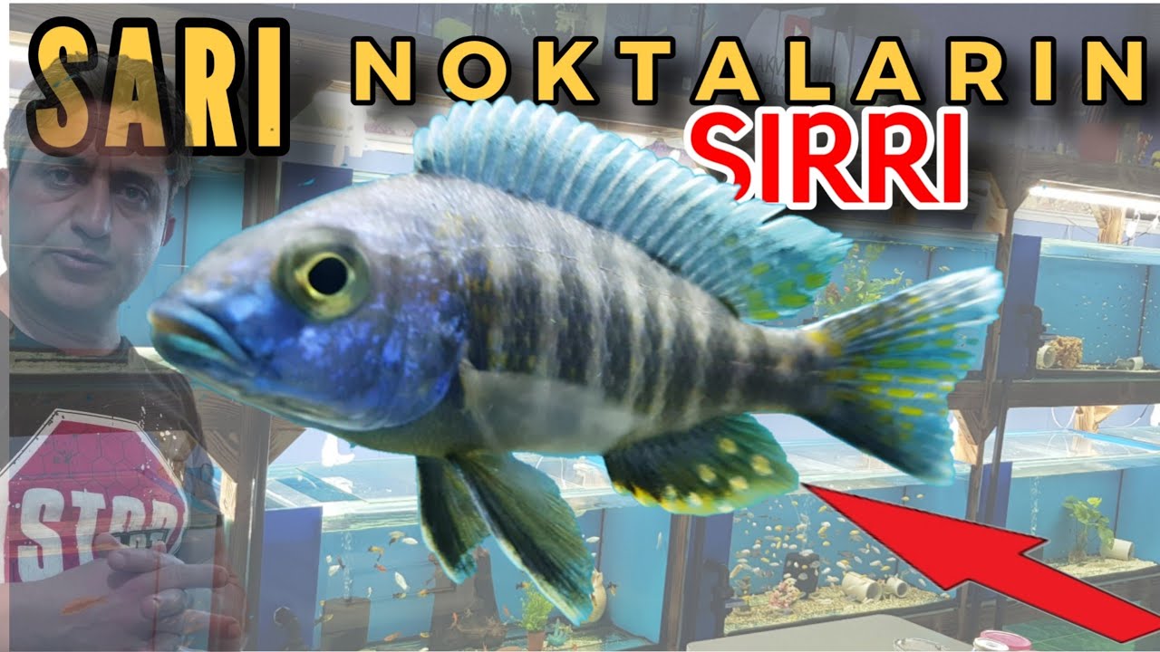 BU SARI NOKTALARIN ANLAMI NE?, akvaryum balıkları