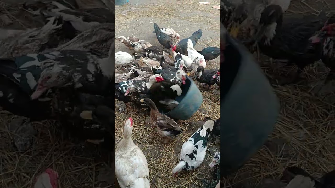 Имронбек индеский урдак бизнес