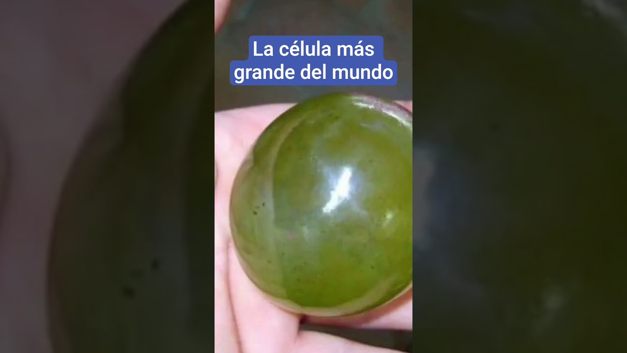 Alga unicelular, la m&aacute;s grande del mundo