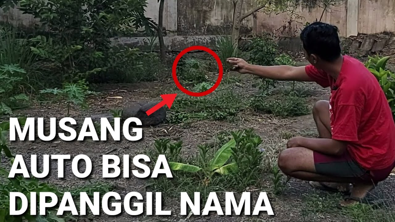 INGIN MUSANGNYA BISA DIPANGGIL NAMA? BEGINI CARA NGELATIHNYA...