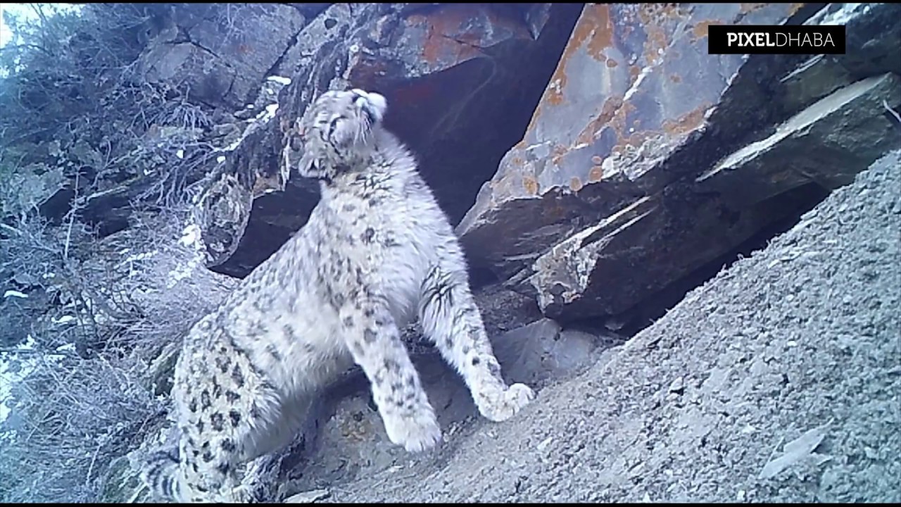 Wild Lahaul Spiti 2018 Teaser