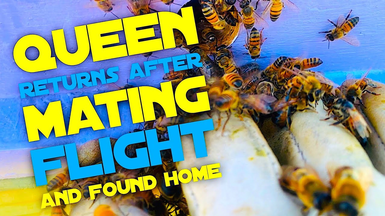 Queen Returns After Mating Flight And Found Home