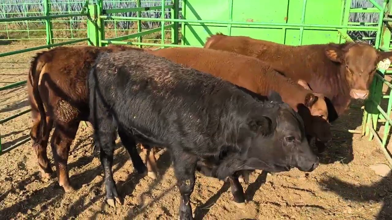 ¡¡ANGUS PUROS SIN REGISTRO!! 