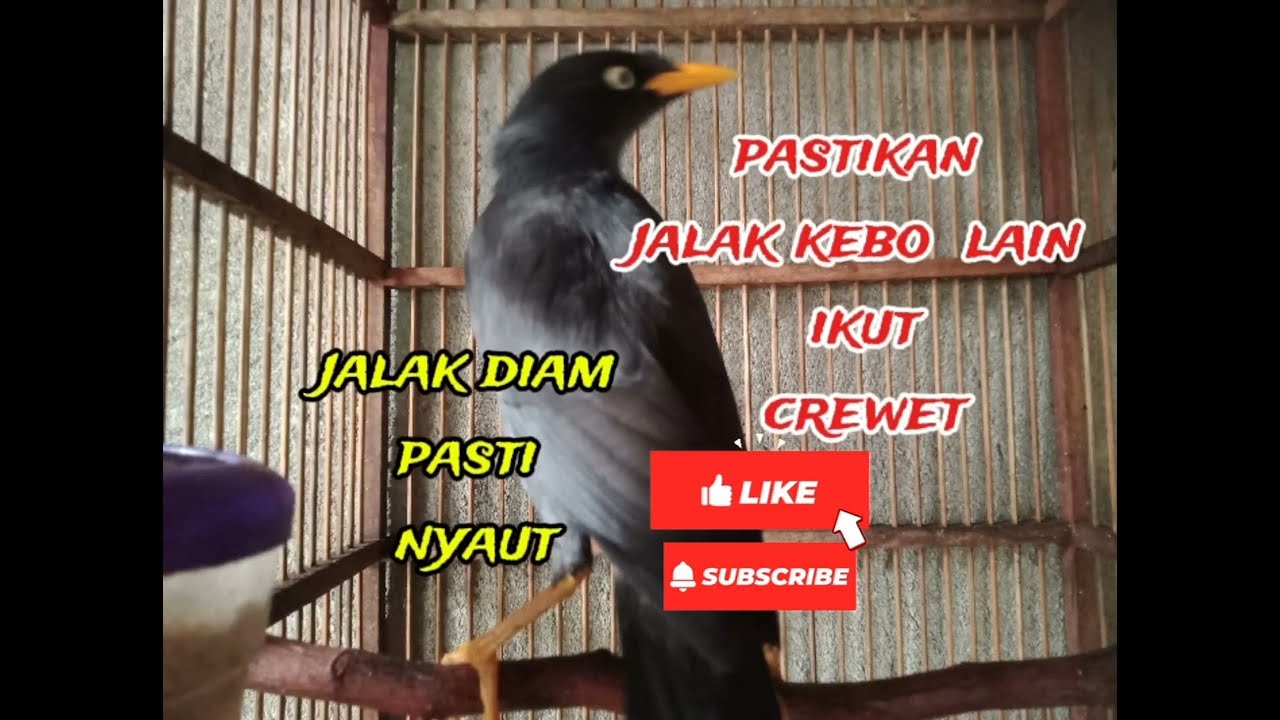 Jalak kebo paling crewet.. pasti ampuh....