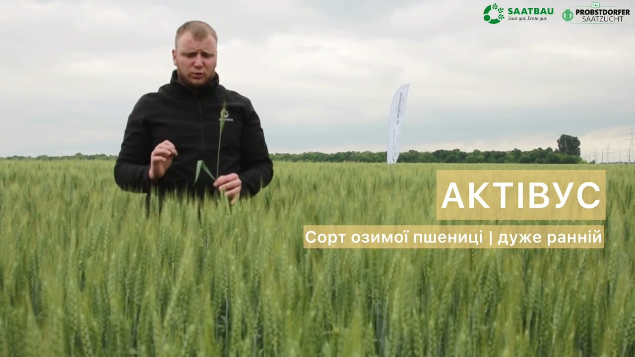 Актівус – це комбінація високої врожайності та дуже раннього дозрівання.