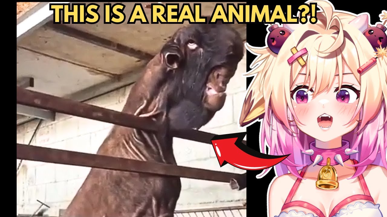 Animals That Are NIGHTMARE FUEL | Rosiebellmoo Reacts To Casual Geographic