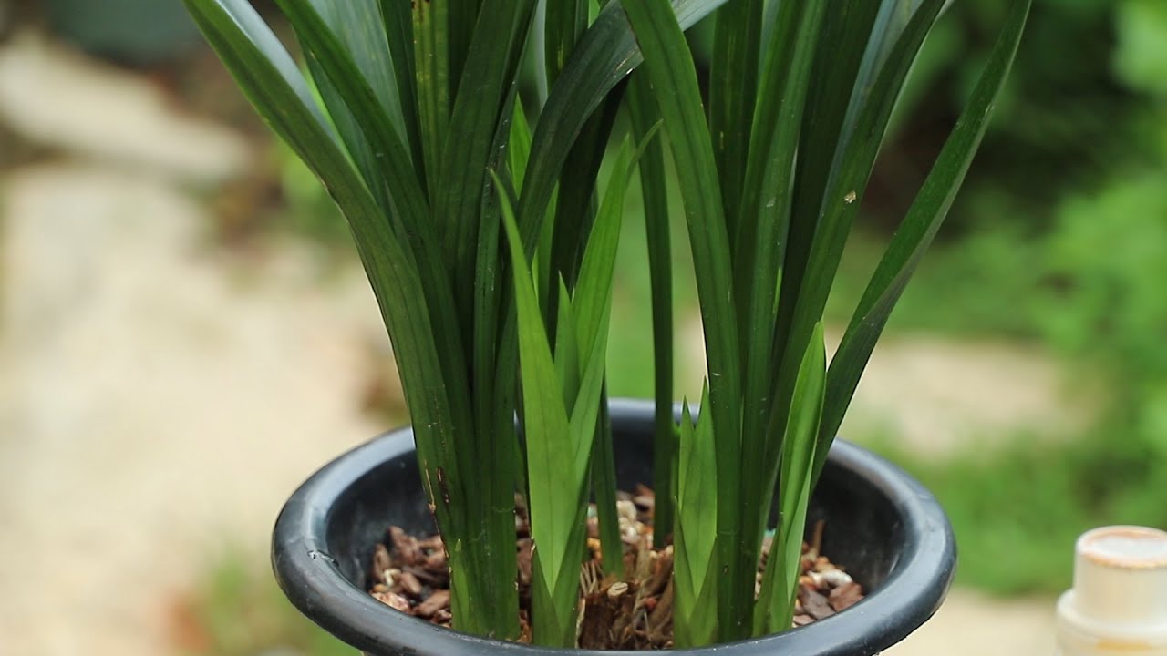 兰花上盆后这样养，7个月就冒出3棵大粗芽