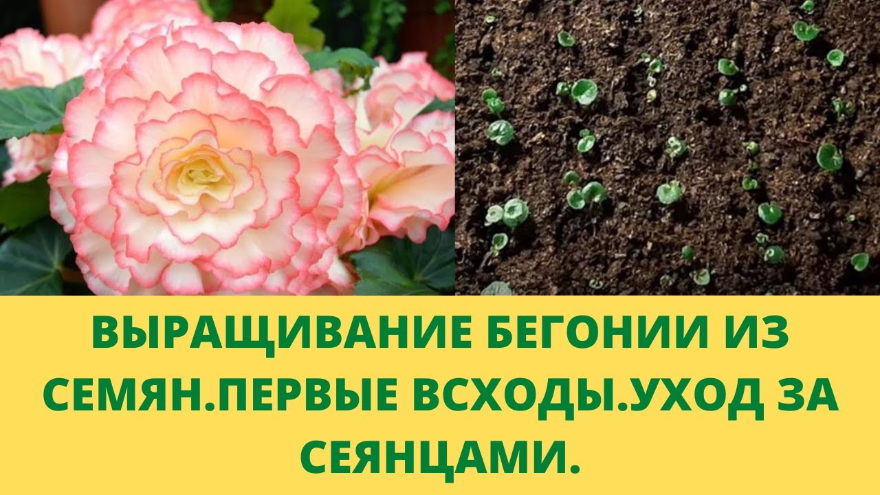Выращивание бегонии из семян.Первые всходы.Меняю условия для сеянцев.Важные моменты ухода для роста.