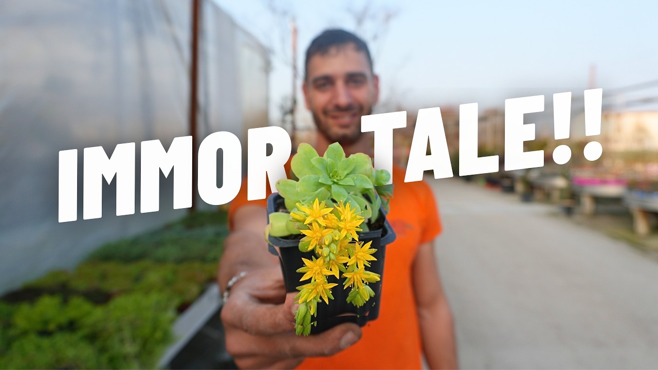 SEDUM PALMERI: La Pianta Immortale che si Prende Cura di Te! 🪴🥰