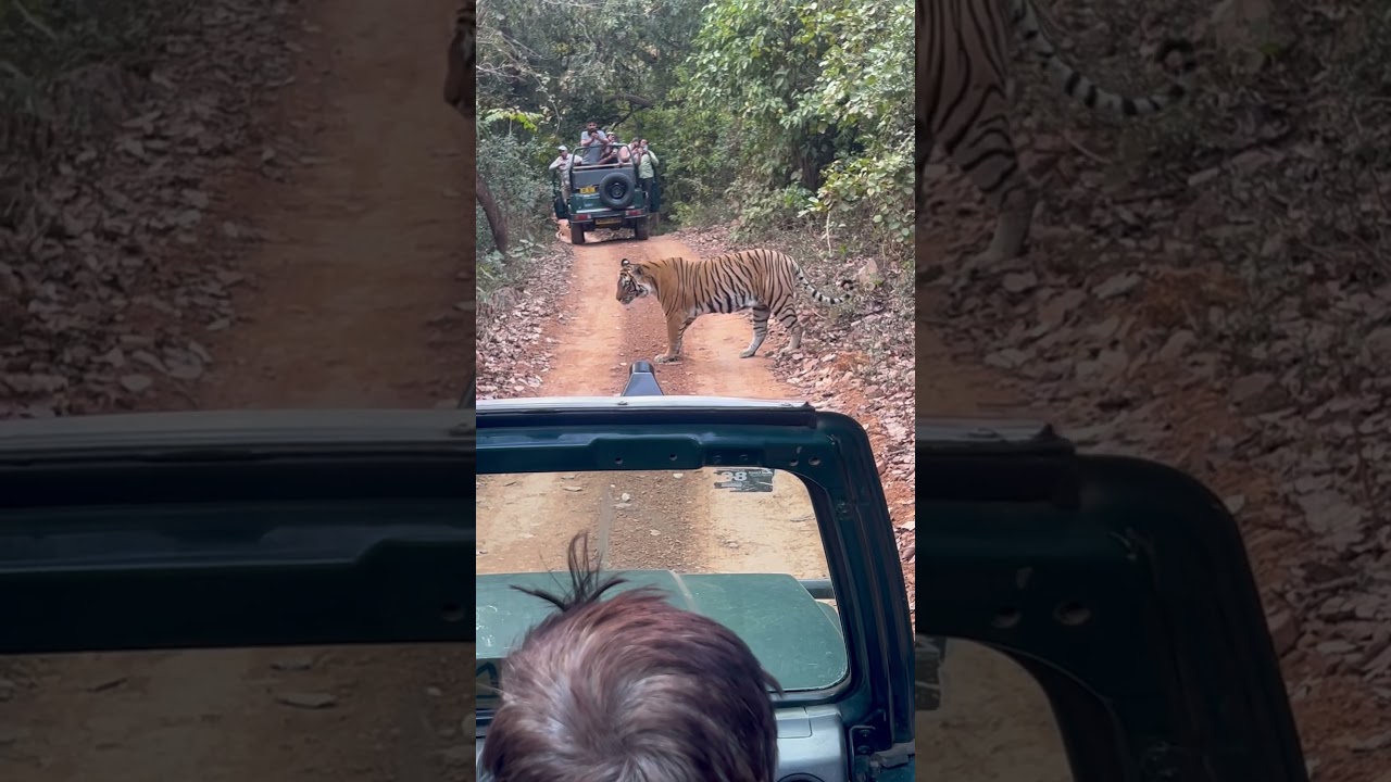 Ranthambore National Park #tiger #safari #tigersafari #wildlife #viralshorts