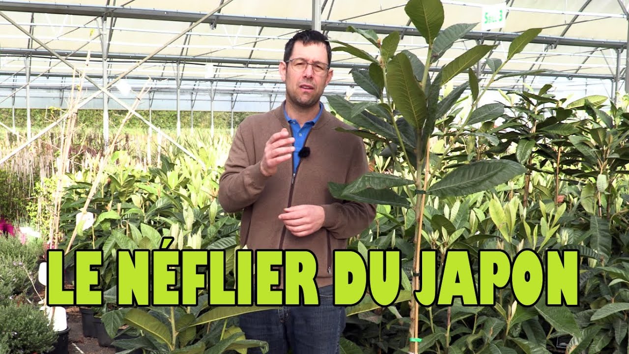 NÉFLIER du JAPON🏯un ARBRE ORNEMENTAL et FRUITIER aux MULTIPLES ATOUTS