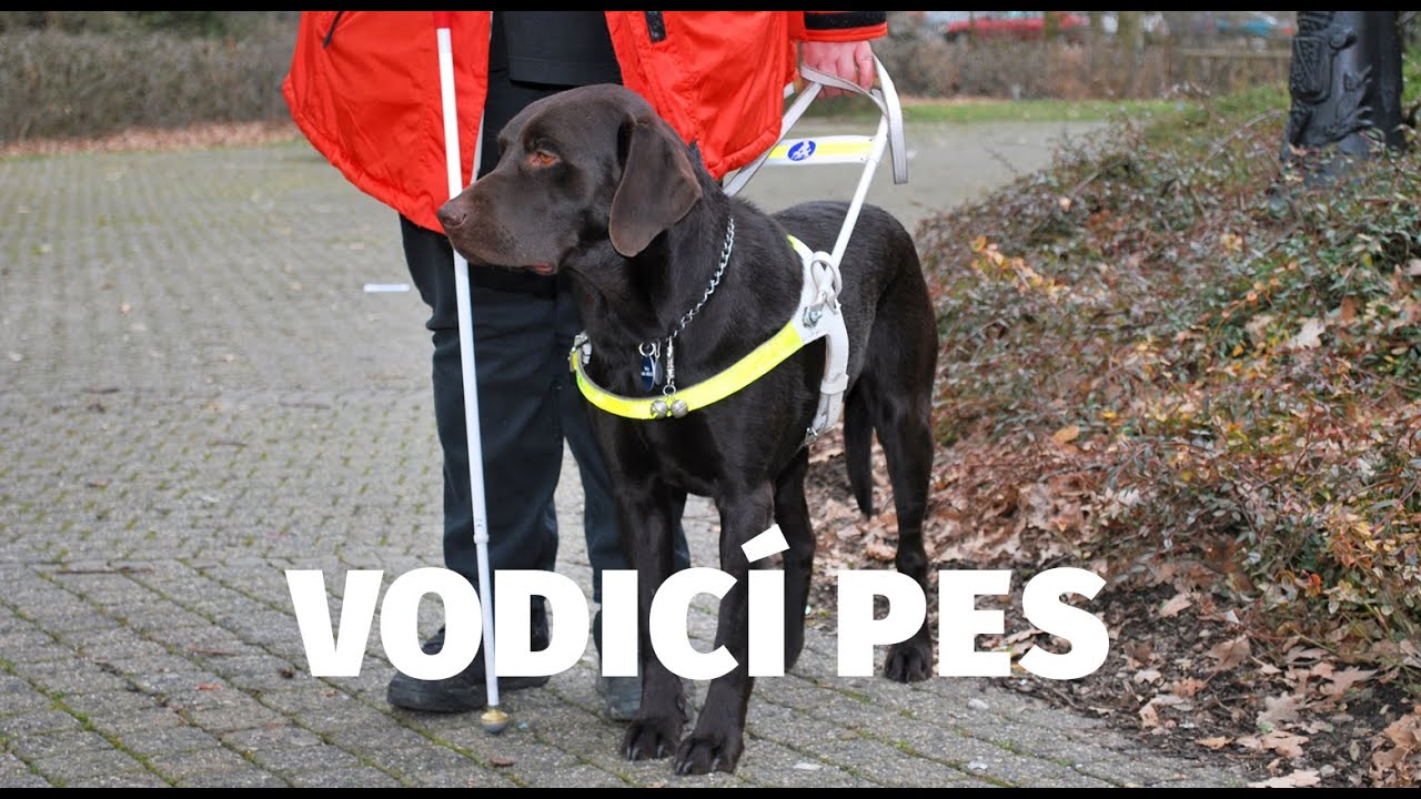 Vodicí pes - Pes v práci - Tlapka TV