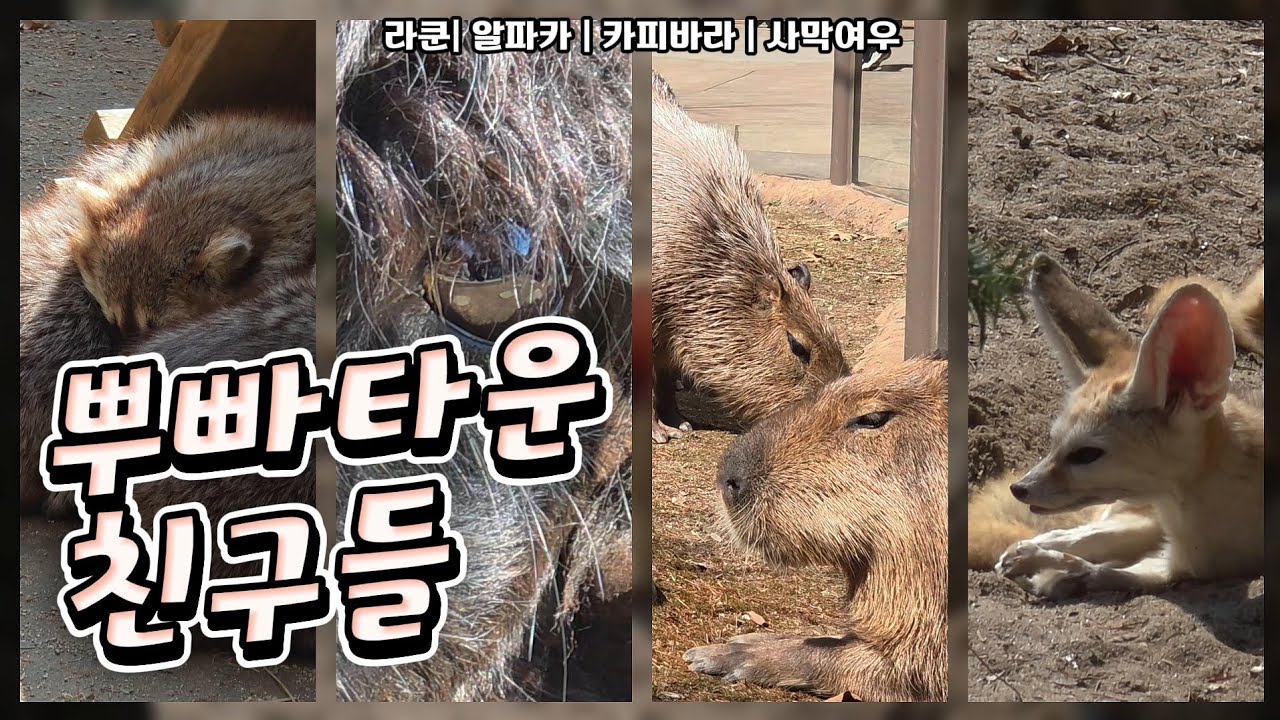 🗓20260313 뿌빠타운 🎦뿌빠타운 친구들🎦 💕카피바라(뿌직,빠직) 알파카(리타,치코) 라쿤가족 사막여우가족💕