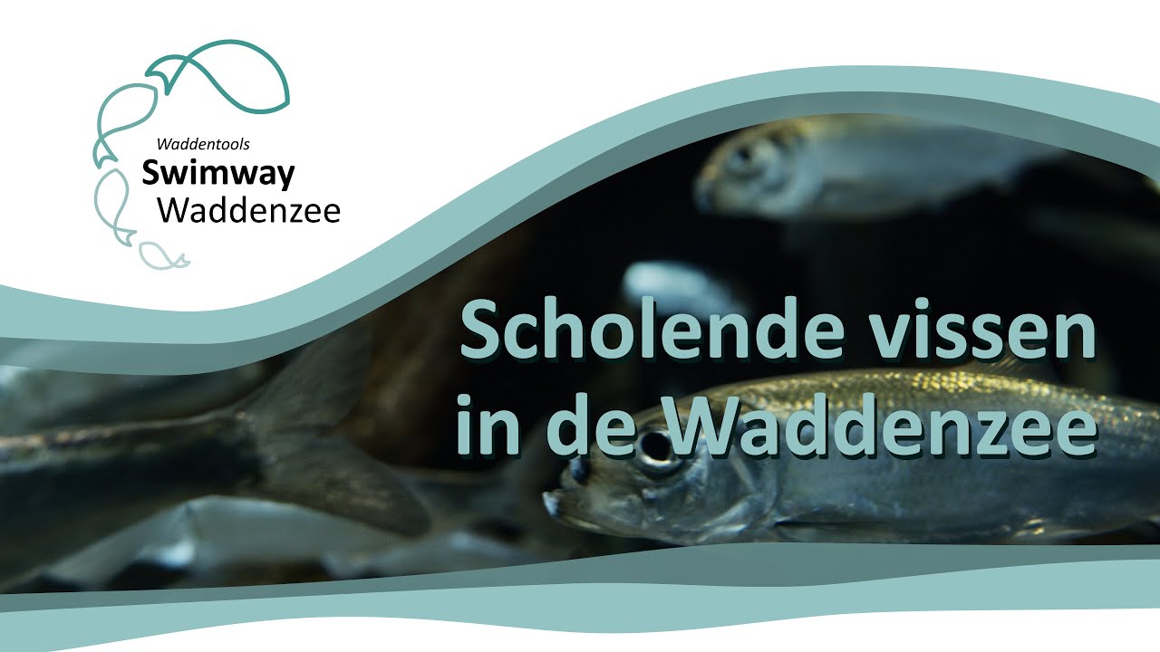 SWIMWAY WADDENZEE || Scholende vissen in de Waddenzee