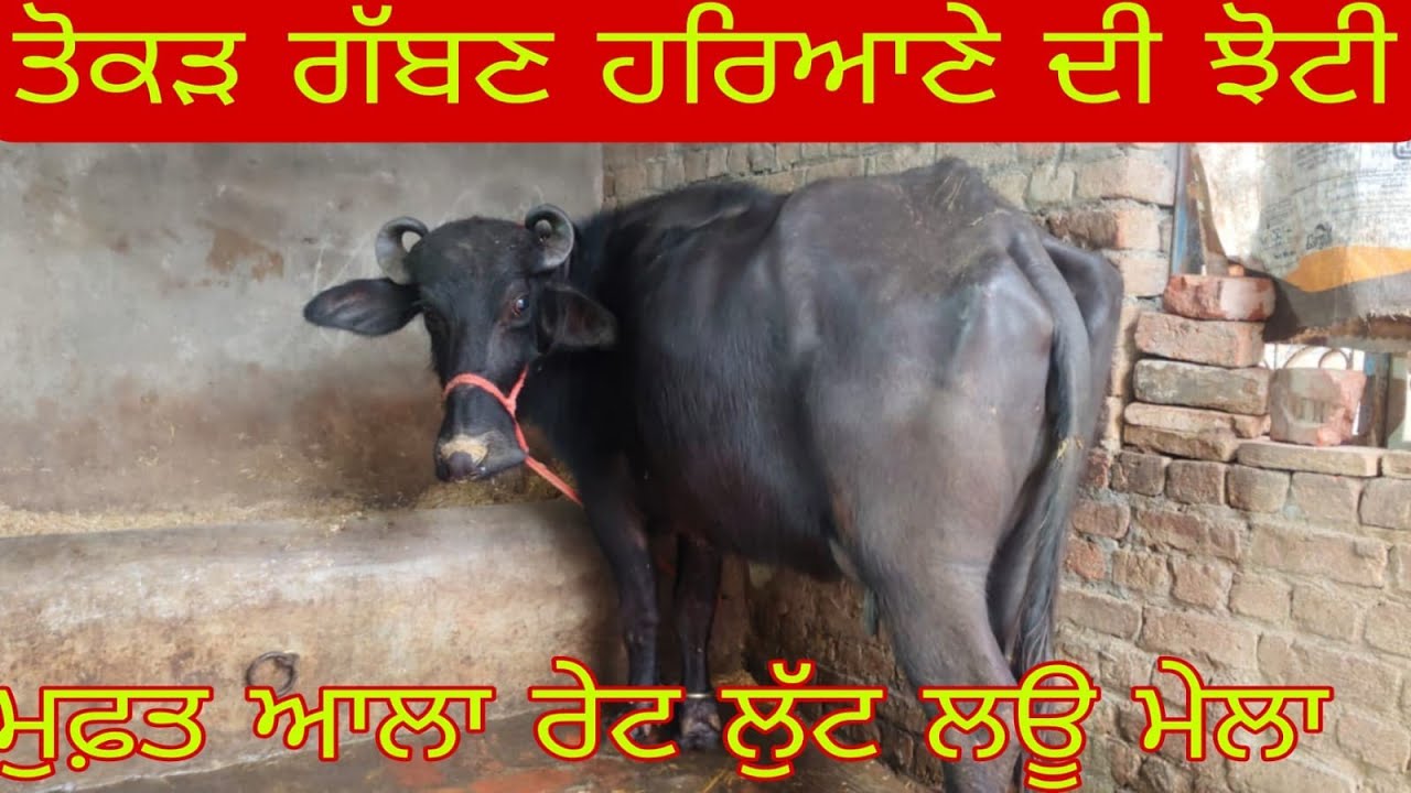 ਫ਼ੋਨ 98159-65751 ਸੋਨੂੰ ਵੀਰ ਕੋਲ ਤੋਕੜ ਗੱਬਣ ਹਰਿਆਣੇ ਵਾਲੀ ਝੋਟੀ ਬਿਲਕੁੱਲ ਮੁਫਤ ਲੁੱਟ ਲਓ ਮੇਲਾ 
