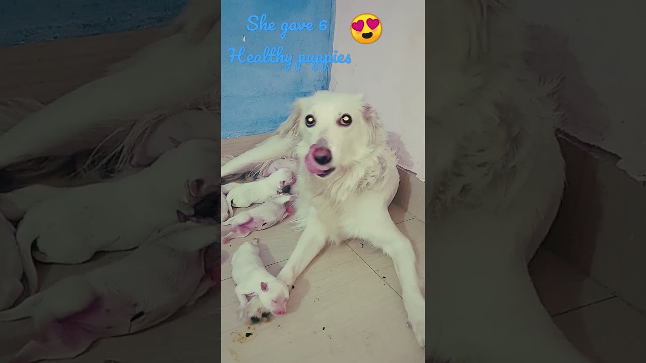 Indian Spitz gave birth|#shorts