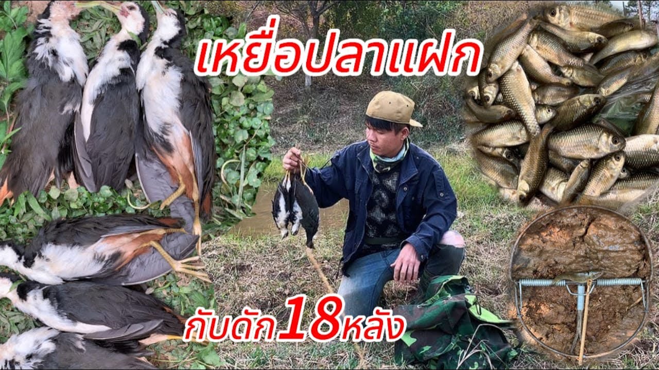 ใส่กับดักนกน้ำด้วยเหยื่อปลาแฝก