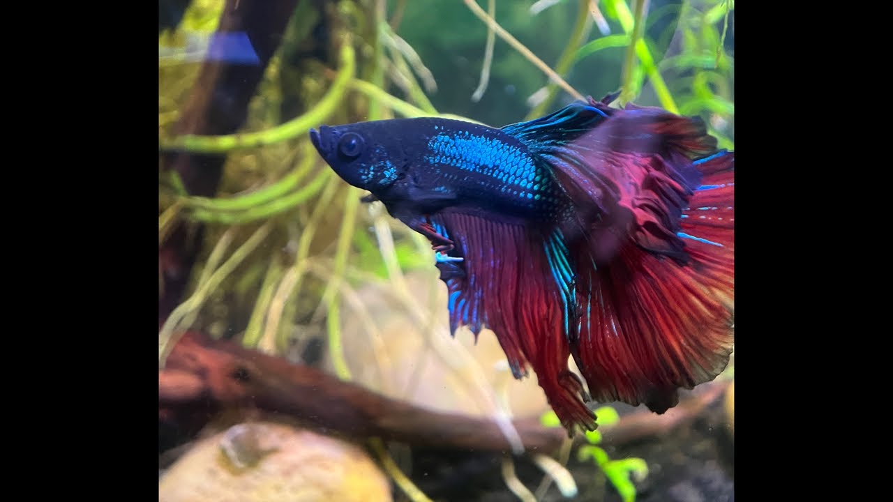 Mj family aquatics . is live!