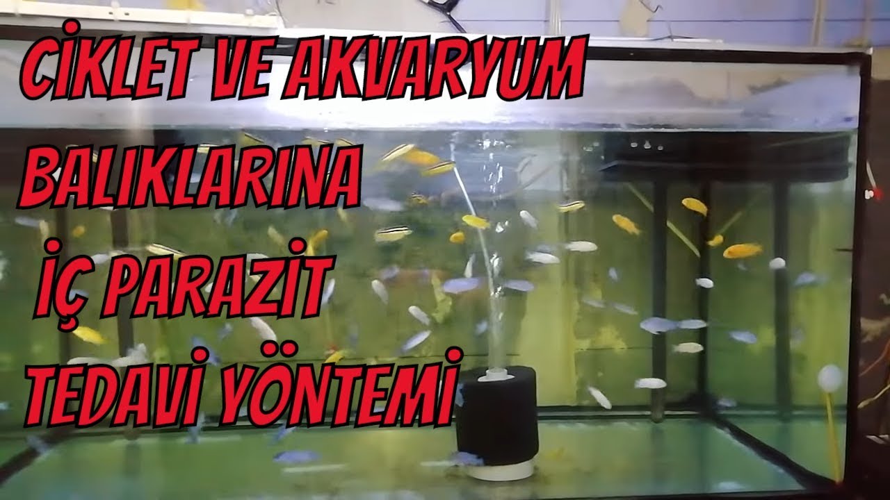 Ciklet balıkları iç parazit  için flagyl akvaryumda nasıl kullanılır, kesin çözüm