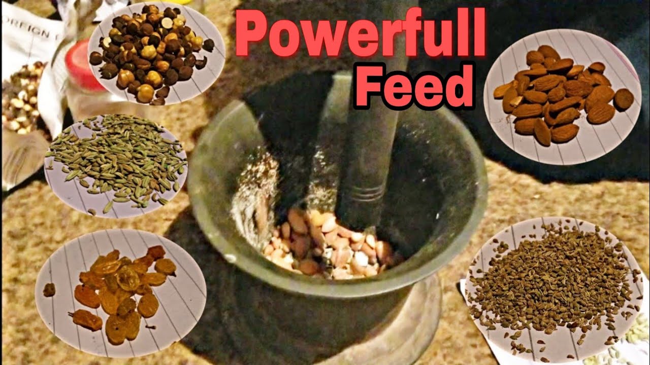 Aseel Murga Training Feed in Winter Season || by shahid Waqar || Aseel and Aseel