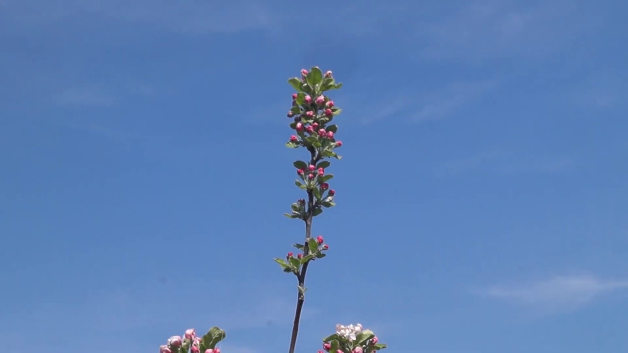 Pravilno orezivanje jabuke i česte gre&scaron;ke // Correct apple tree pruning and common mistakes