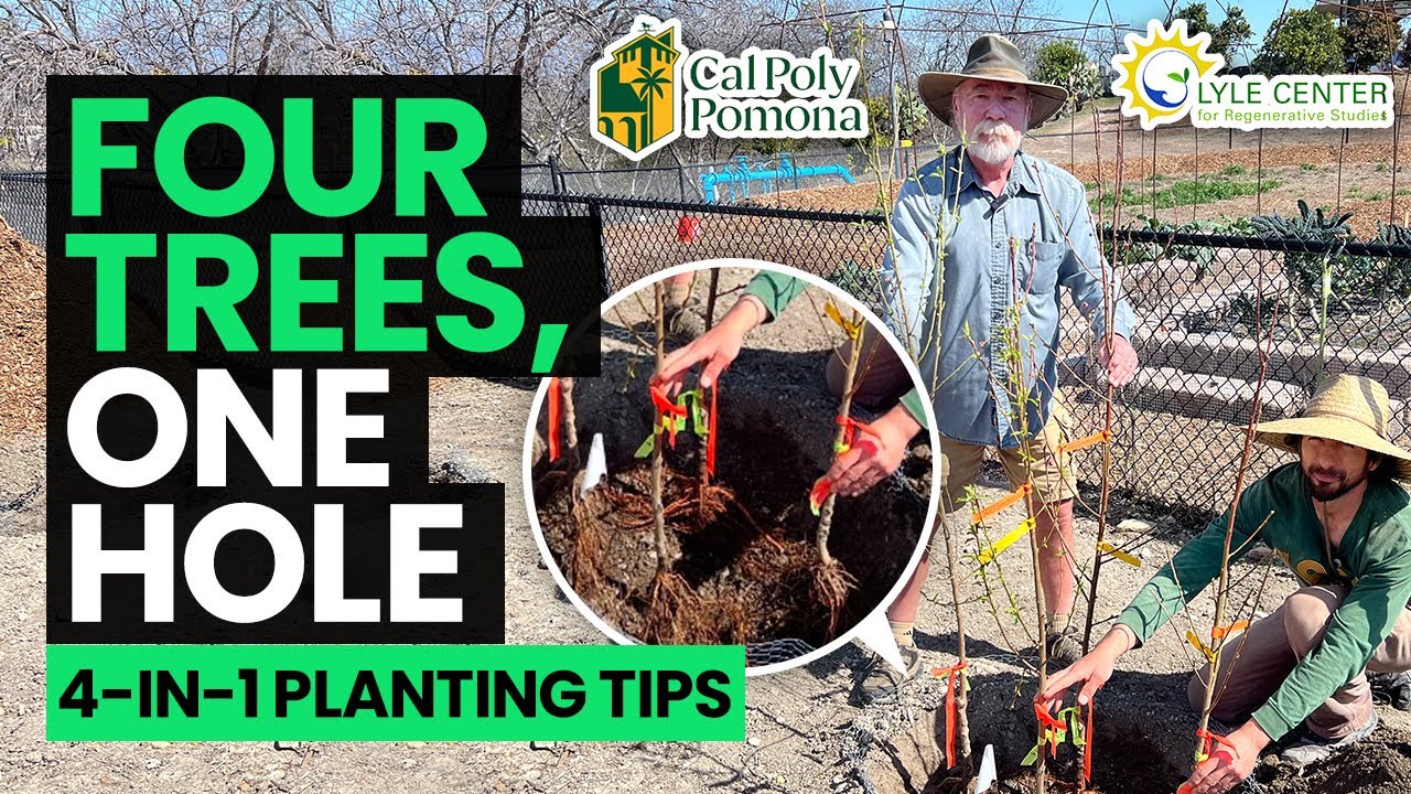 High-Density Fruit Tree Planting at the Lyle Center for Regenerative Studies | Cal Poly Pomona