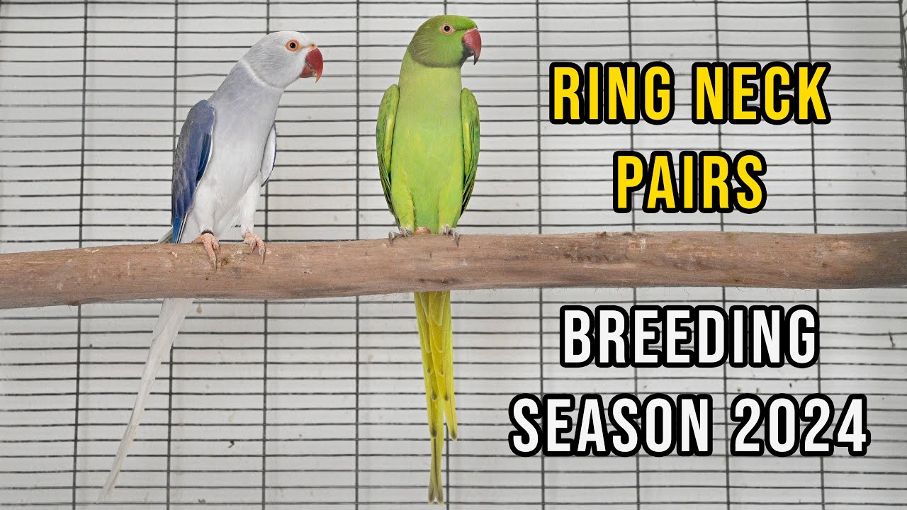 Pairing Ring Necks for the 2024 Breeding season.