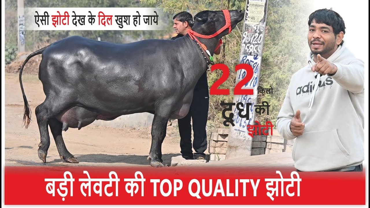 बड़ी लेवटी की TOP QUALITY झोटी - जिसको देख के दिल खुश हो जाएंगे || NARENDER CHAHAL, FRAIN KALAN