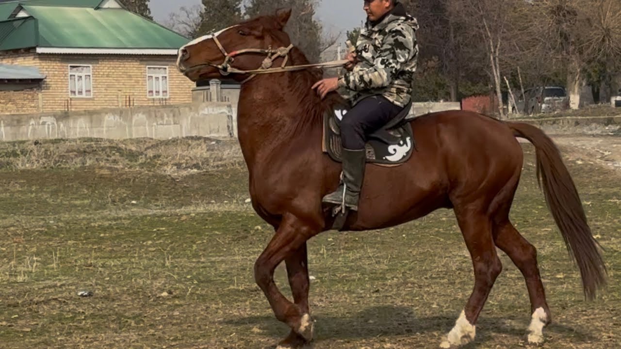 Кыргыз жылкы Кучтуусу +996-708-31-90-89 