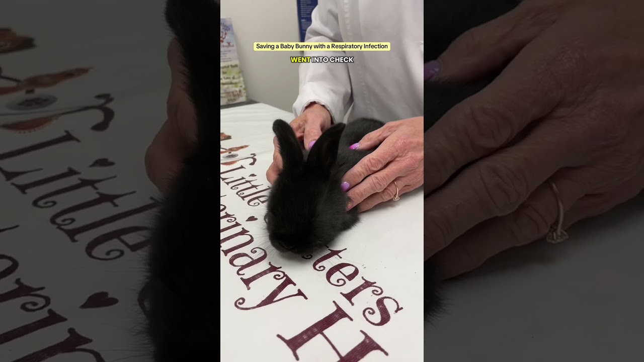 Saving a Baby Bunny with a Respiratory Infection 🐰