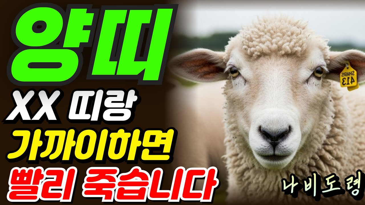 양띠와 XX띠가 같이 있으면 재산 다 날아갑니다. | 절대 가까이하면 안 되는 3가지 띠의 충격적 진실 | 띠궁합