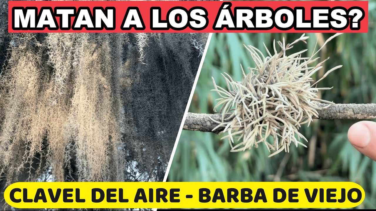 Claveles De Aire 💨 PLAGA o ALIADA De Los Árboles? Tillandsia
