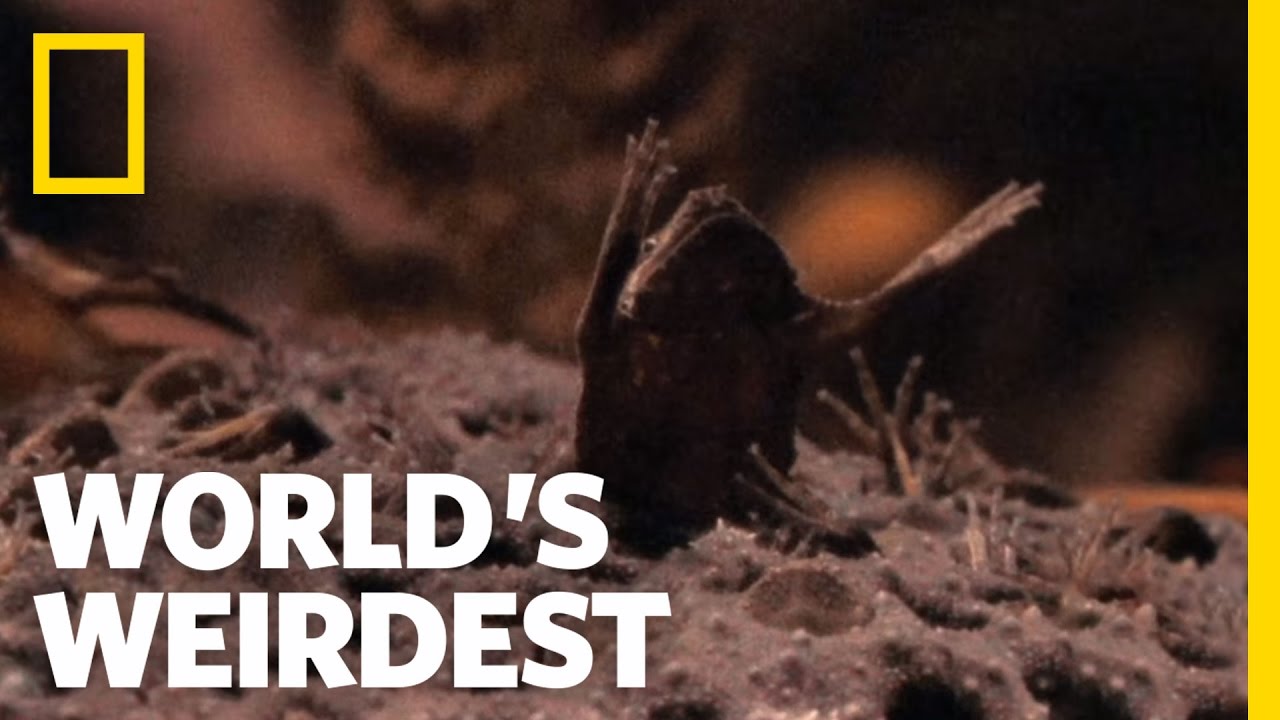 Baby Toads Born from Mom's Back | World's Weirdest
