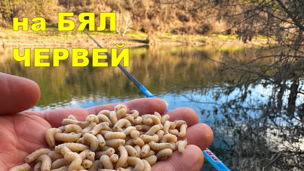 РИБОЛОВ на РЕКА с ВЪДИЦА и ПЛУВКА в ТЪРСЕНЕ на РИБИ по НЕПОЗНАТИ МЕСТА - КАКВО се СЛУЧИ ?