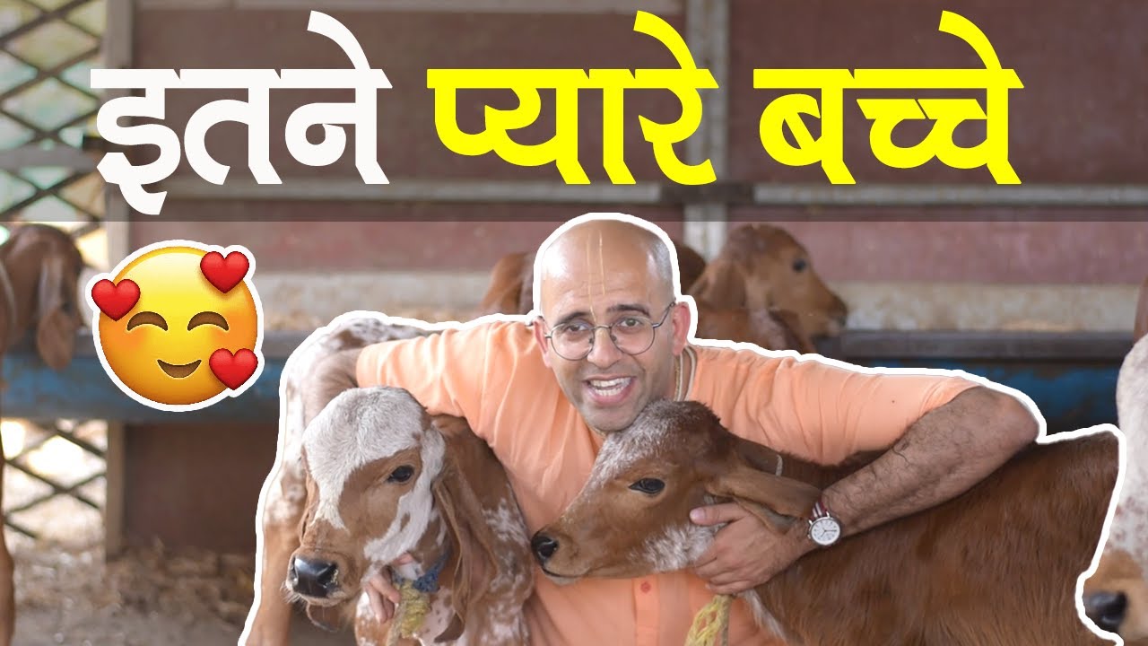 HG Amogh Lila Prabhu with प्यारे प्यारे बच्चे || Cute Cows