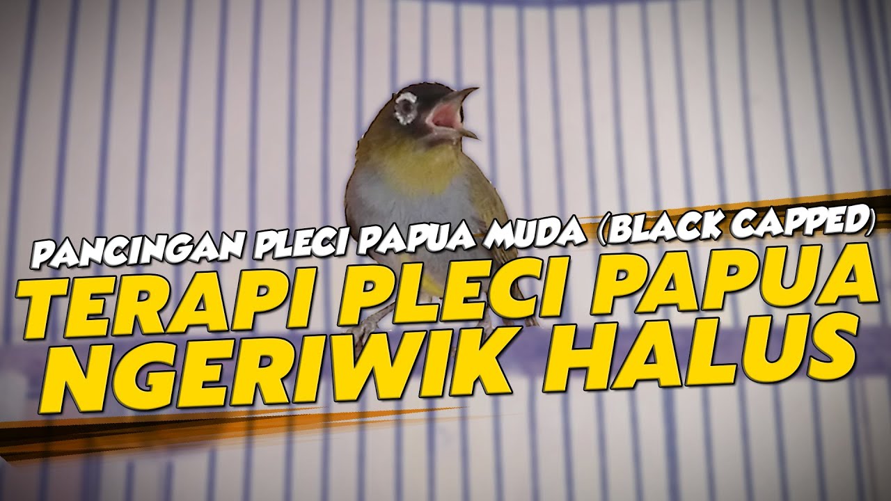 TERAPI PLECI PAPUA AGAR WIKLUS
