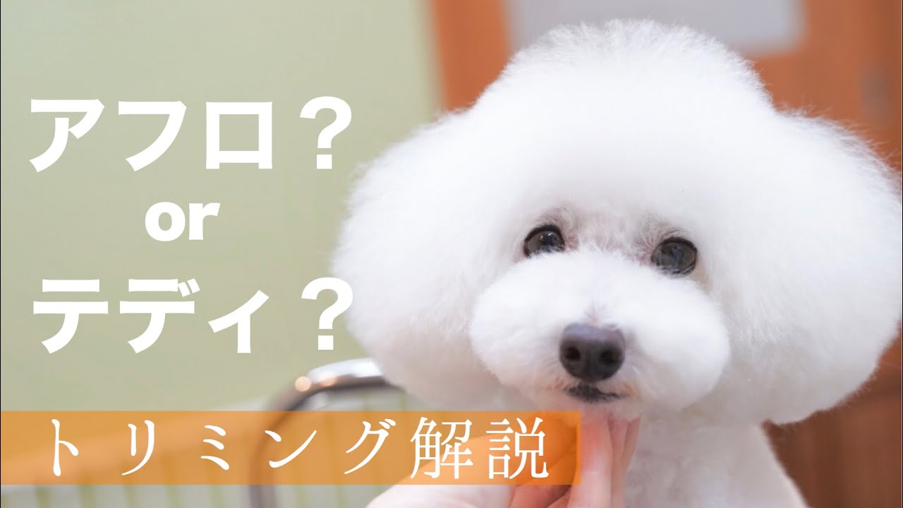【トリミング解説】「このカットの名前を教えてください。」トイプードルのナチュラルカット