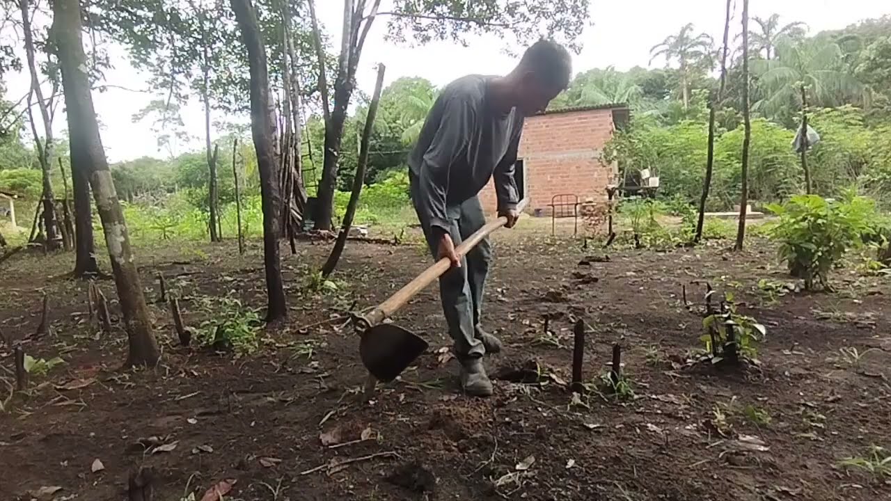 LIMPEZA de Folhagens e PLANTIO de FEIJÃO no Sítio